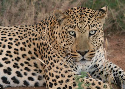 Leopard on the Okonjima Reserve