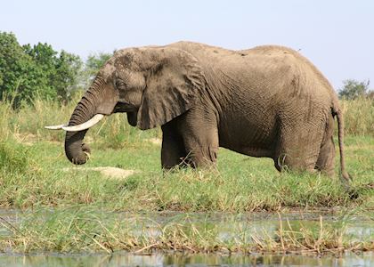 Elephant in the Lower Zambezi National Park, Zambia
