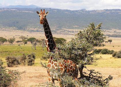 Lewa Wilderness Conservancy, Kenya