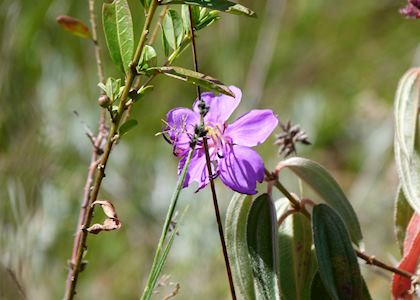 Flowers in Nyika Plateau, Malawi