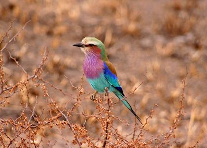 Lilac-breasted roller, Tarangire National Park