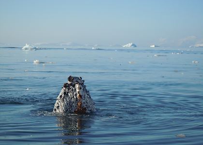 Humpback whale