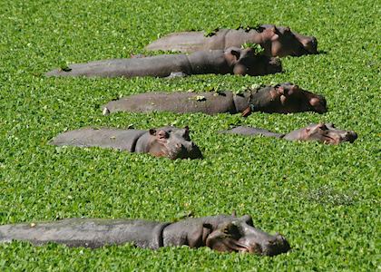 Hippos, South Luangwa National Park, Zambia
