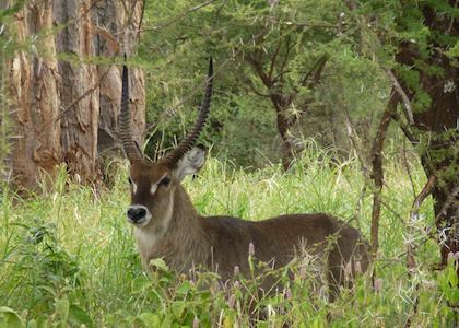 Waterbuck, Masai Mara