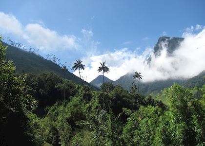 Corcora valley, Coffee region