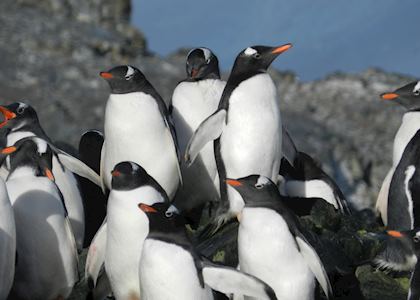 Gentoo penguins, Antarctica