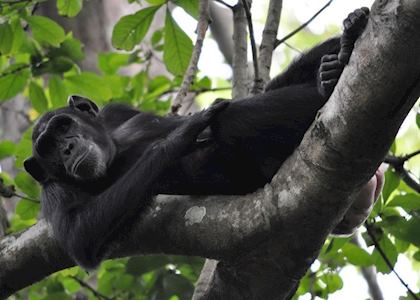 Chimpanzee