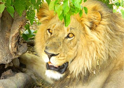 Lion, LInyanti Bush Camp, Linyanti Wetlands