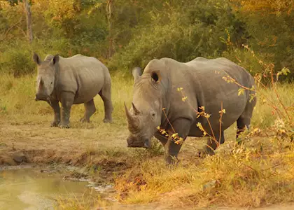 Rhino Tracking, Ziwa Rhino Sanctuary