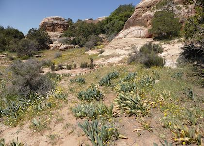 Feathers Canyon Trail, Dana Nature Reserve