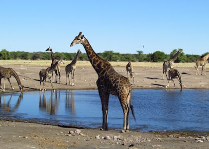Giraffe at a waterhole, Etosha National Park