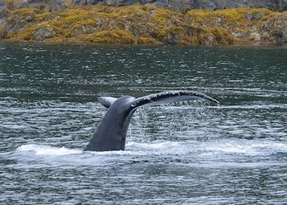 Humpback Whale, Alaska