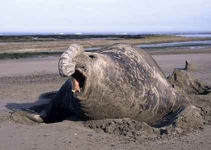 Elephant Seal, Peninsula Valdes