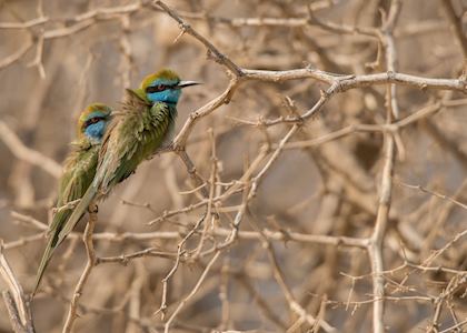 Little Green Bee-eater, Oman