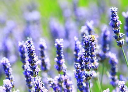 Lavender fields, Hvar