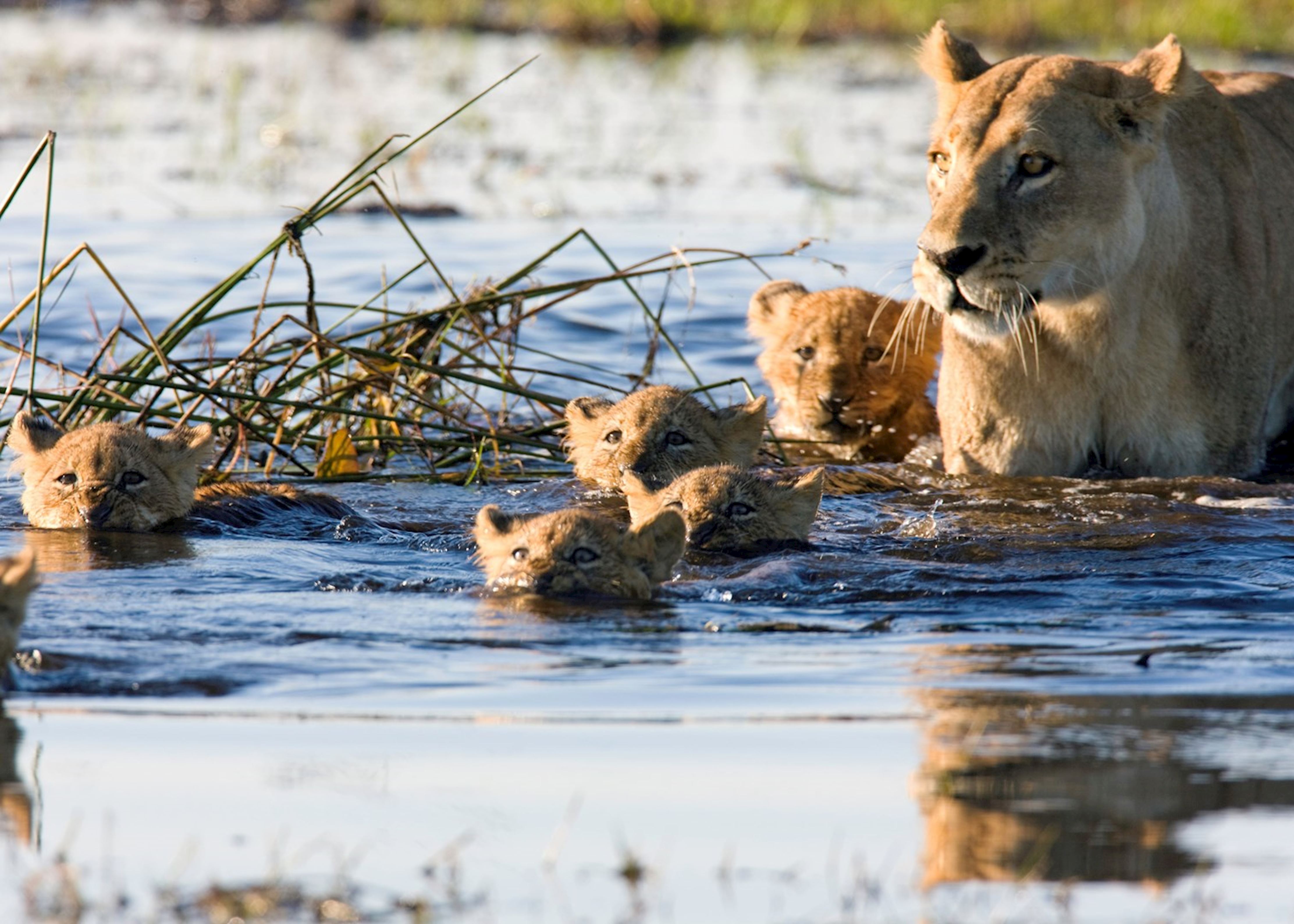 Wildlife watching. Хищные животные. Львица и львёнок в речке. Львенок купается в воде. Гепарды переплывают реку.