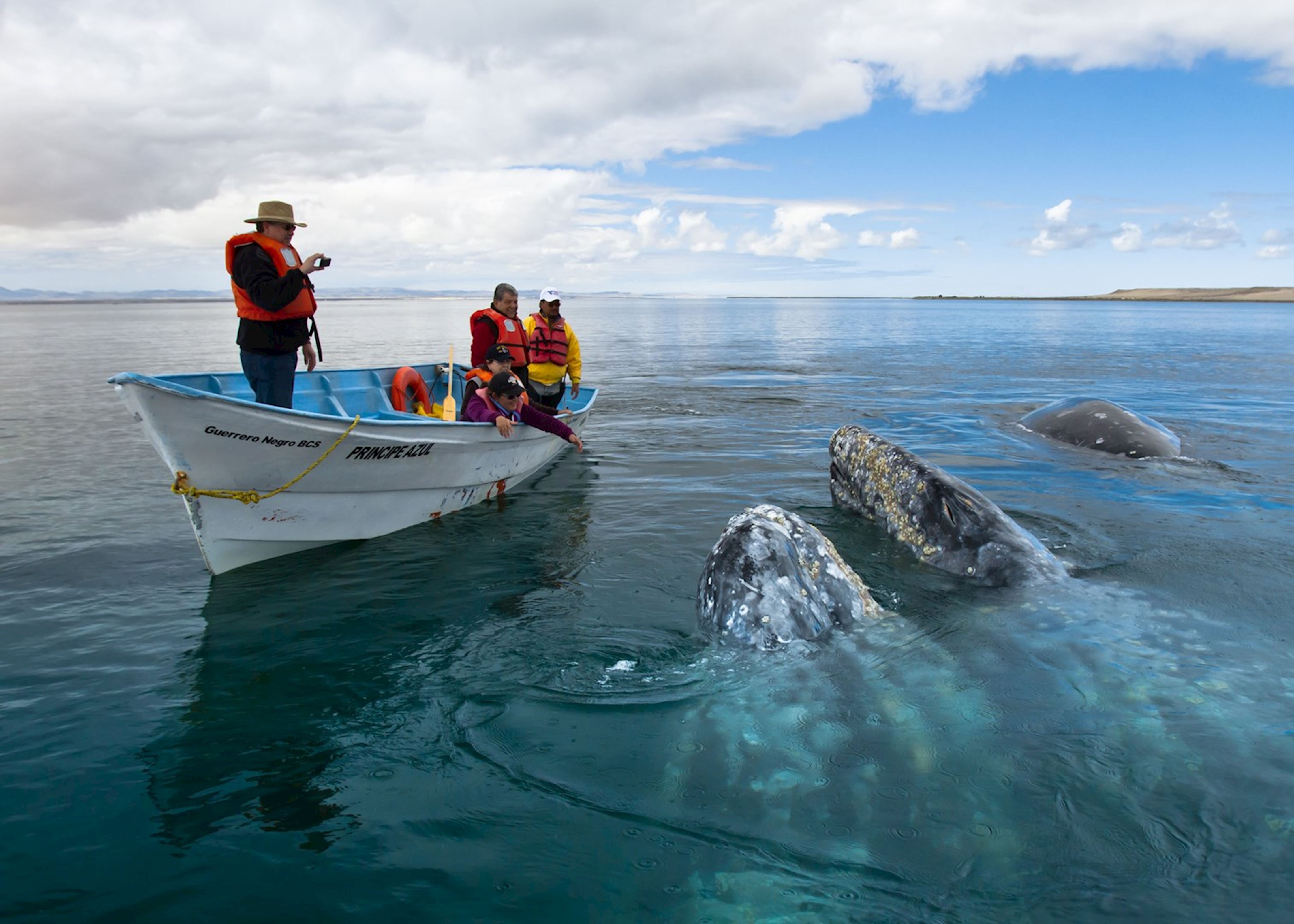 whale watching tours mexico