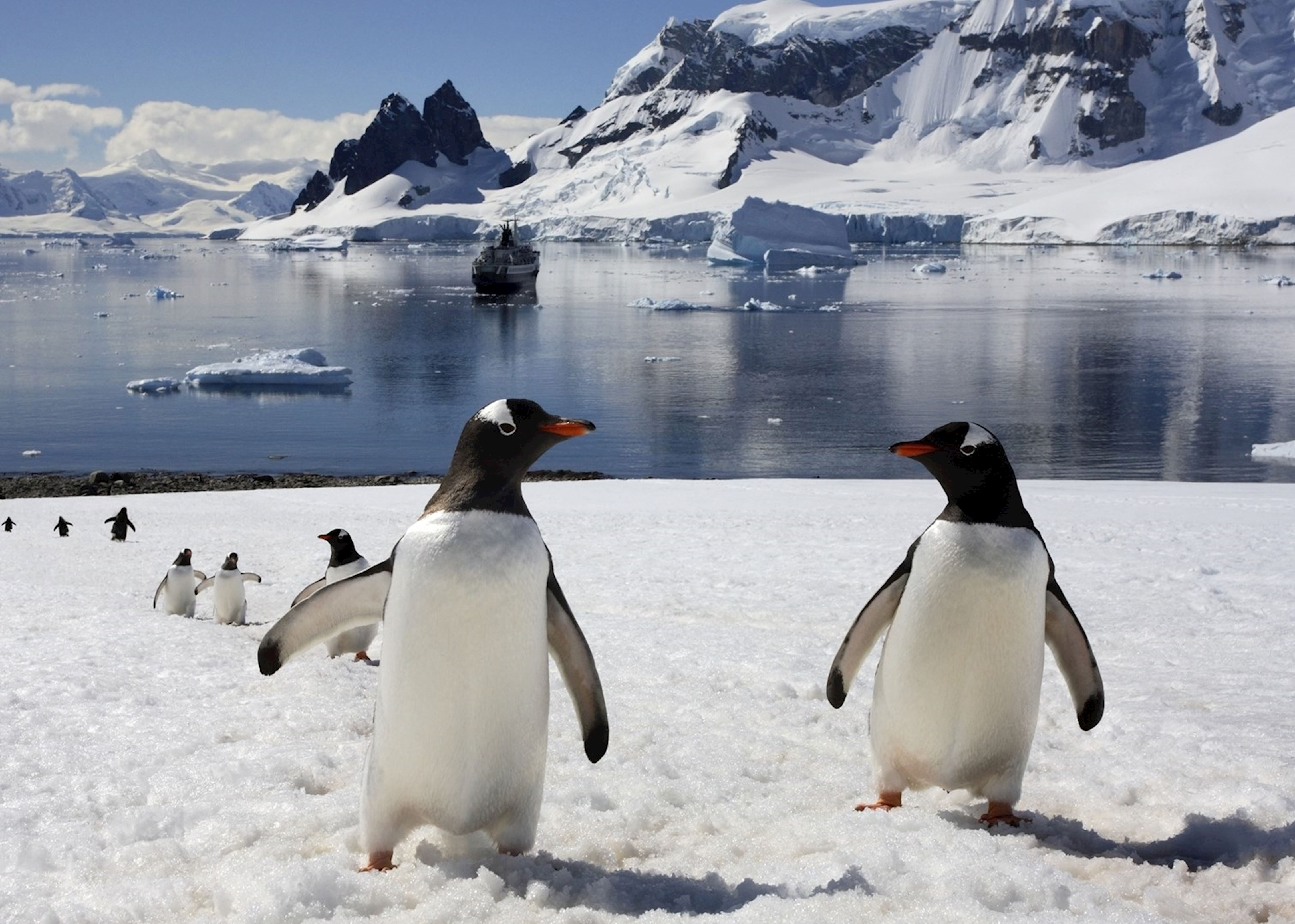 Antarctica Tour: Cruise, Camp, Trek & Dive | Audley Travel