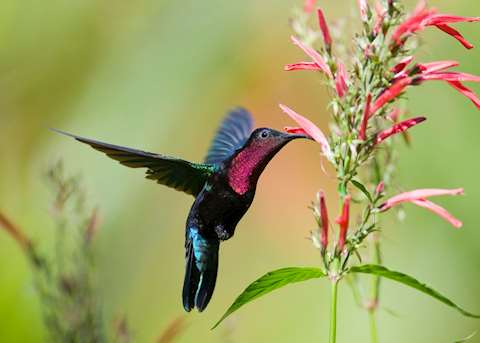 Purple Throated Carib bird, Saint Lucia Purple Throated Carib bird, Saint Lucia