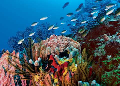 Scuba Diving, Saint Lucia Scuba Diving, Saint Lucia