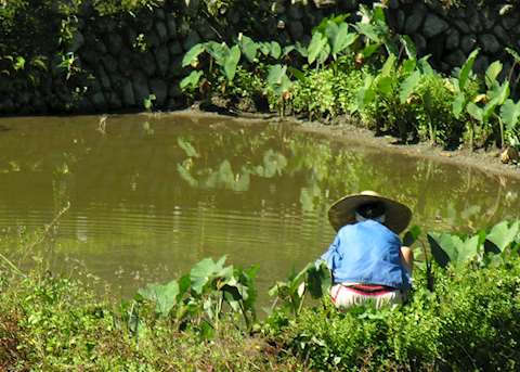 Woman planting rice, Hapao, Ifugao Province, Luzon Woman planting rice, Hapao, Ifugao Province, Luzon