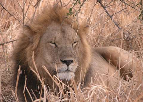 Lion, Tarangire National Park, Tanzania Lion, Tarangire National Park, Tanzania
