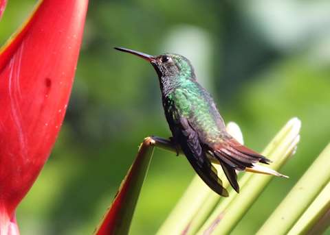 Hummingbird at rest, Costa Rica Hummingbird at rest, Costa Rica