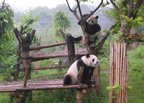 Giant Pandas Giant Pandas
