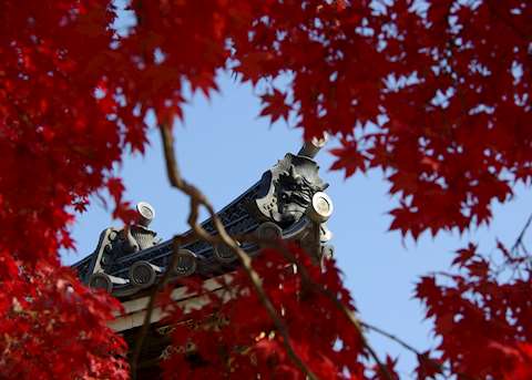 Ninnaji Temple in Autumn Ninnaji Temple in Autumn