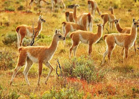 Wild guanacoes, Torres del Paine National Park Wild guanacoes, Torres del Paine National Park
