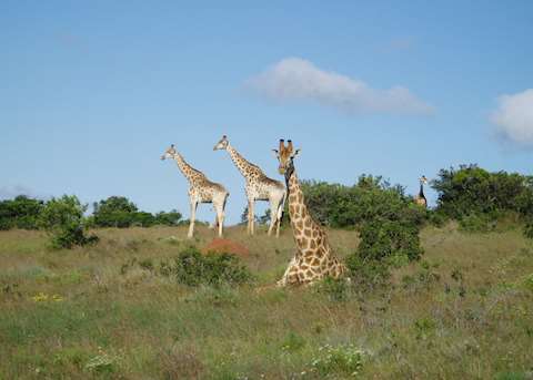 Giraffe in the Eastern Cape Giraffe in the Eastern Cape