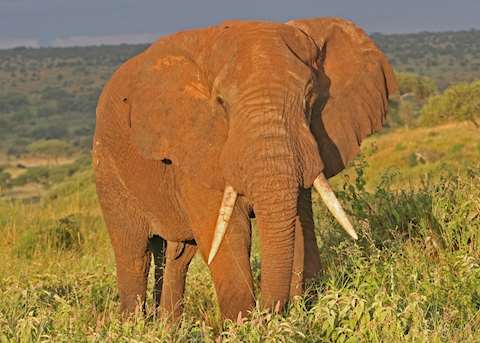 Elephant in Tarangire National Park Elephant in Tarangire National Park