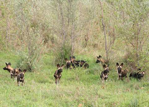 Pack of African wild dog in the Selous Pack of African wild dog in the Selous