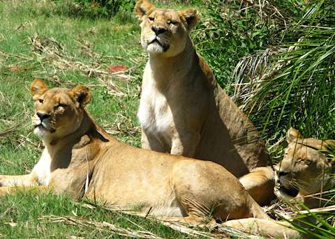 Lions, Duba Concession, Botswana Lions, Duba Concession, Botswana