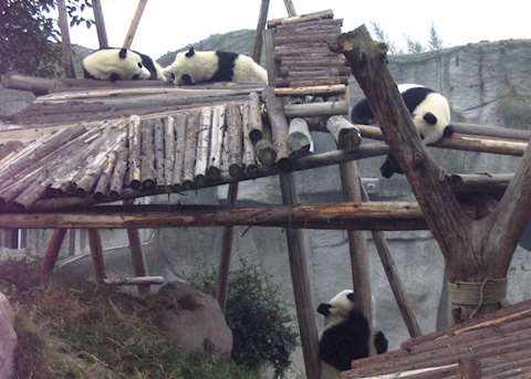 Pandas Pandas