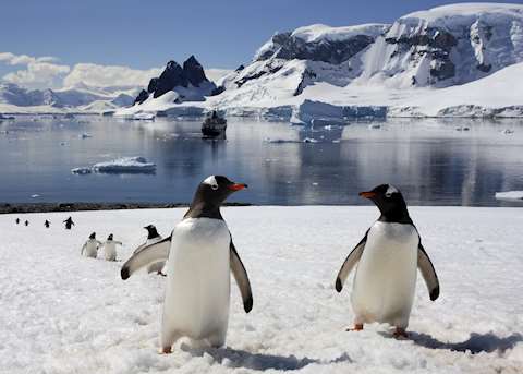 Gentoo penguins, Antarctica Gentoo penguins, Antarctica