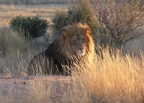 Lion in Etosha National Park Lion in Etosha National Park