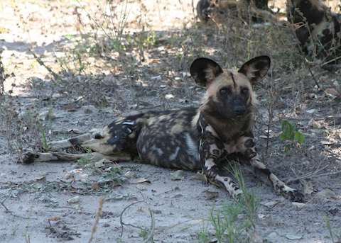 Wild dog, Savuti Wild dog, Savuti
