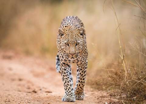 A leopard in the Kruger National Park, South Africa A leopard in the Kruger National Park, South Africa