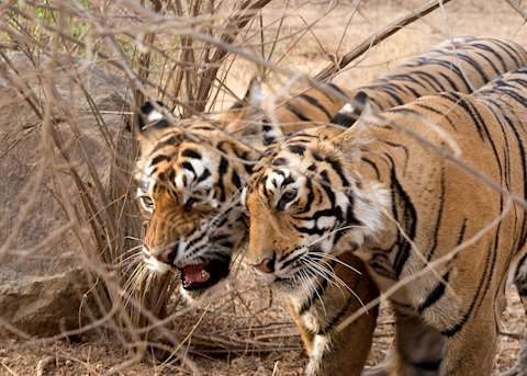 Tigers in Ranthambhore National Park Tigers in Ranthambhore National Park
