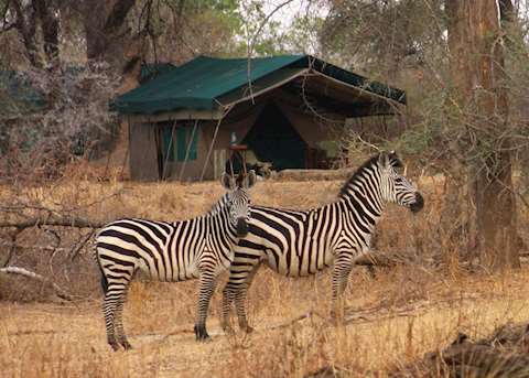 Mdonya Old River Camp, Ruaha National Park Mdonya Old River Camp, Ruaha National Park
