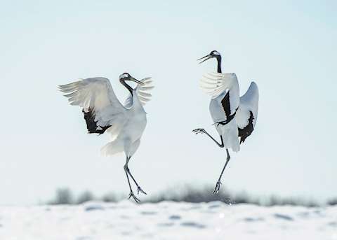 Japanese red crown crane courtship dance, Japan Japanese red crown crane courtship dance, Japan