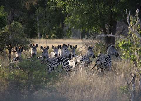 Zebra, Selous Game Reserve, Tanzania Zebra, Selous Game Reserve, Tanzania