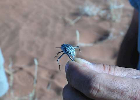 Tok Tokkie Beetle, Tok Tokkie Trails, NamibRand Nature Reserve Tok Tokkie Beetle, Tok Tokkie Trails, NamibRand Nature Reserve