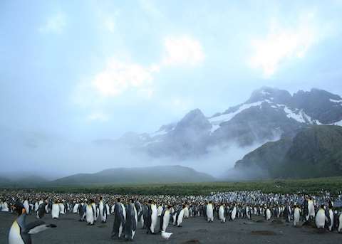 South Georgia, Antarctica South Georgia, Antarctica