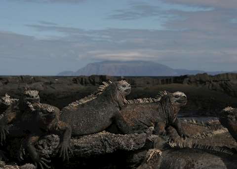 Iguanas on Isabela, Galapagos Islands Iguanas on Isabela, Galapagos Islands