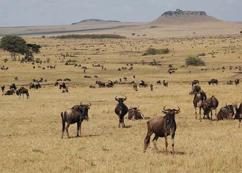 The migration on the northern plains of the Serengeti The migration on the northern plains of the Serengeti