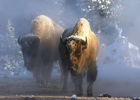 Bison in Yellowstone National Park Bison in Yellowstone National Park