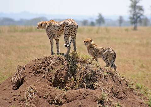 Cheetah in the Serengeti Cheetah in the Serengeti