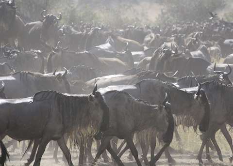 Wildebeast during The Great Migration, Serengeti National Park, Tanzania Wildebeast during The Great Migration, Serengeti National Park, Tanzania